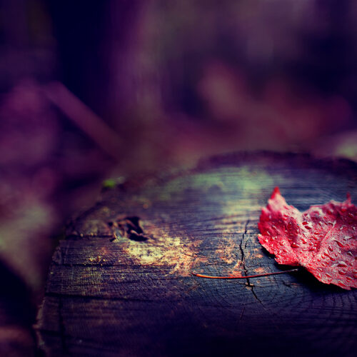 Fall Leaf by Chris O’ Donnell