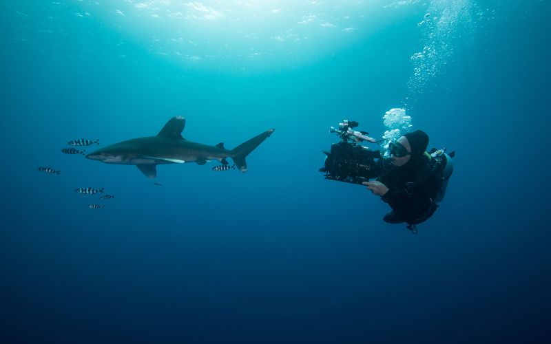 Swimming with the World’s Biggest Shark