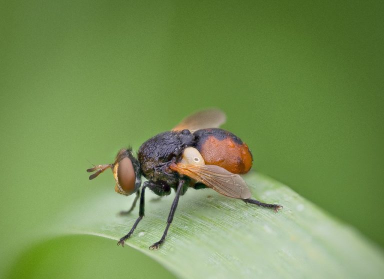 Beautiful Macro Photography Techniques E-books