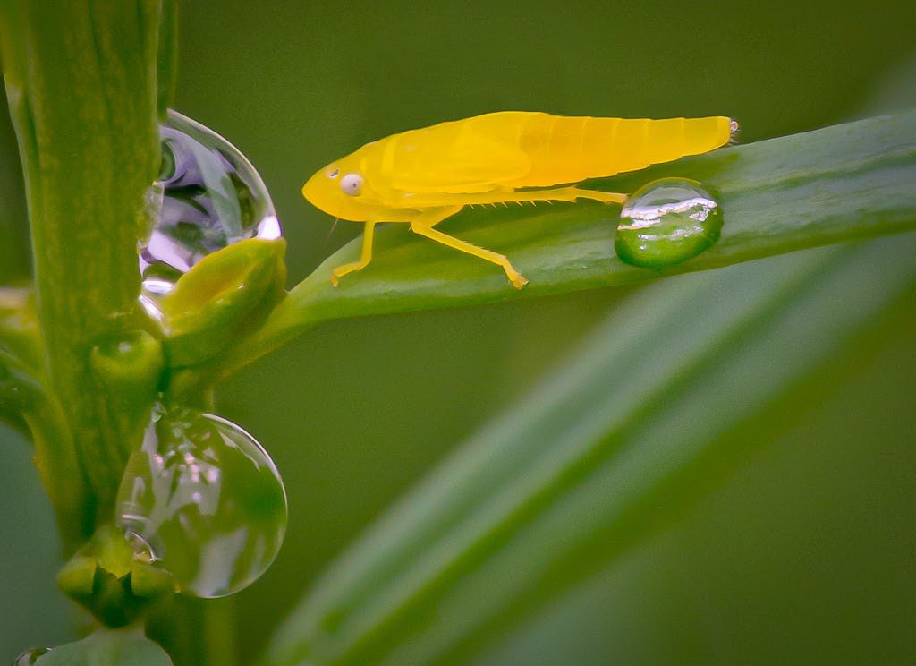 macro photography techniques - 3