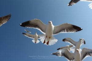professional wildlife photography - Hayden’s Winning Photograph birds
