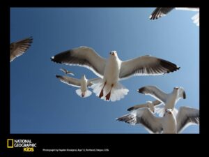 professional wildlife photography - Award Winning Photograph 