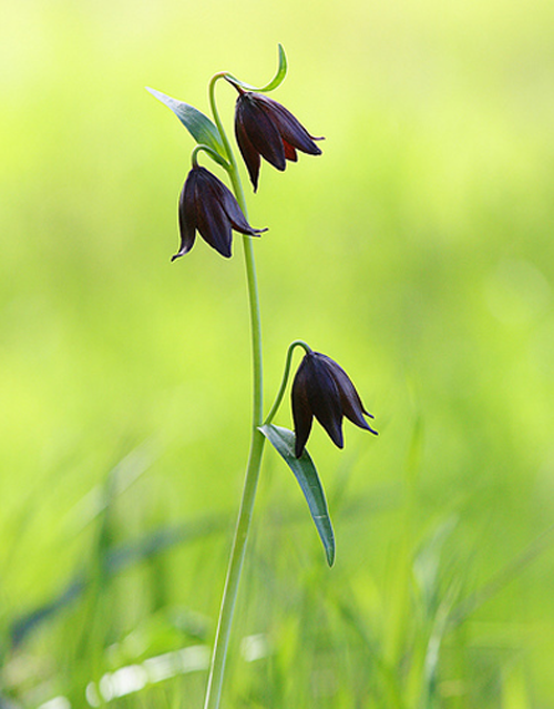 wildflowers photography