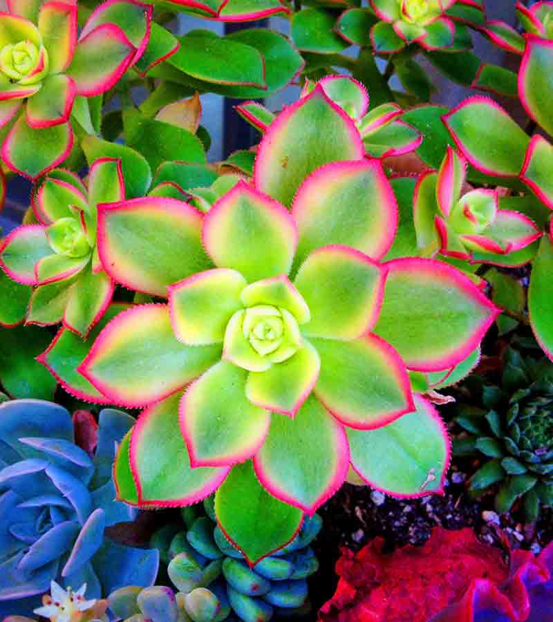 image of succulents