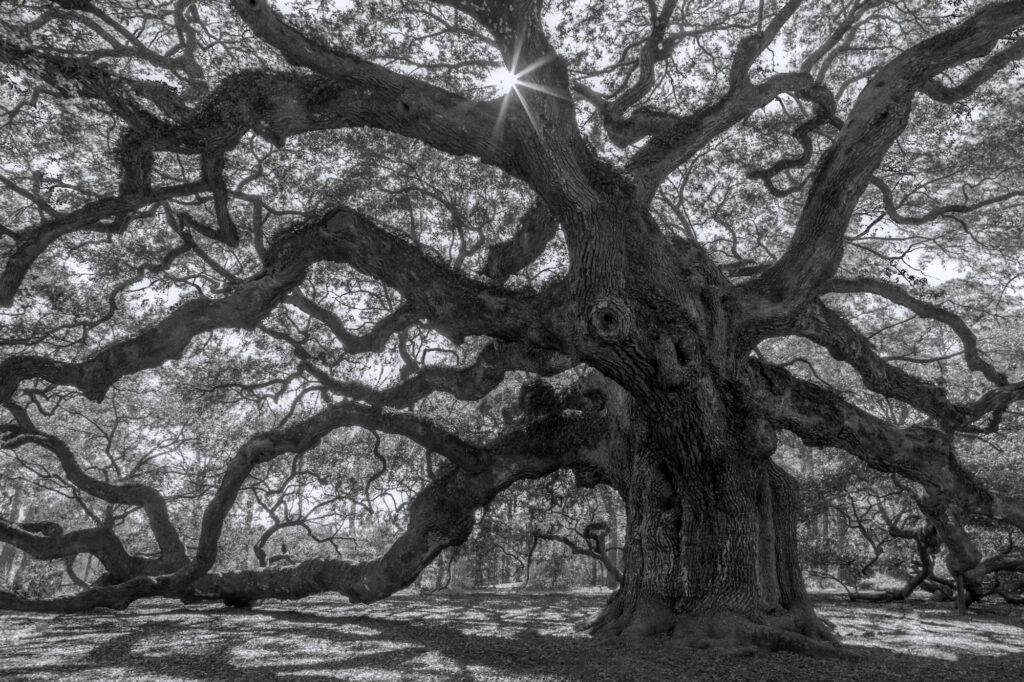 Richard Bernabe Captures: The Tree Lord
