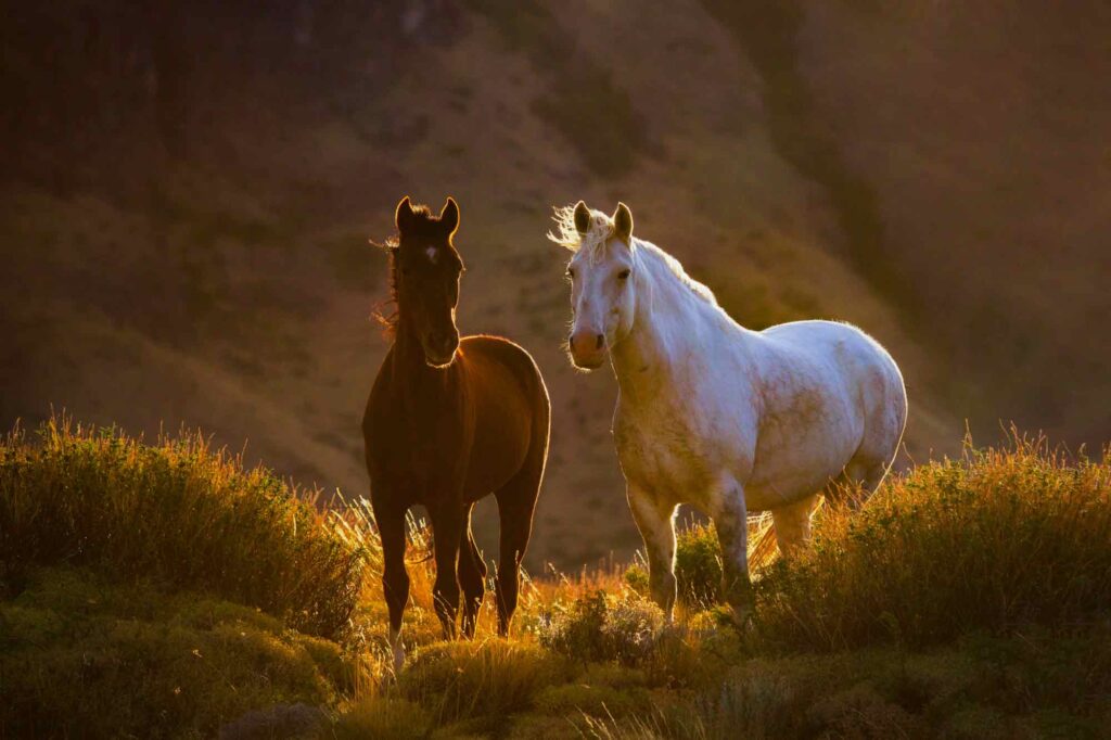 Richard Bernabe Captures: Horses