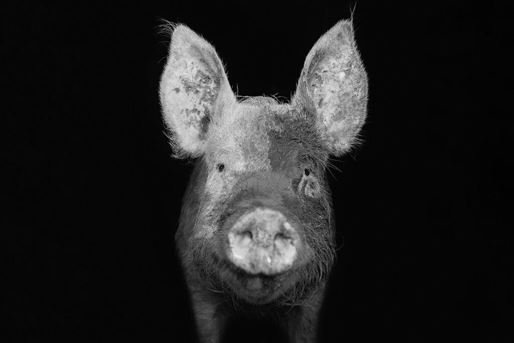 Emma O'Brien pig