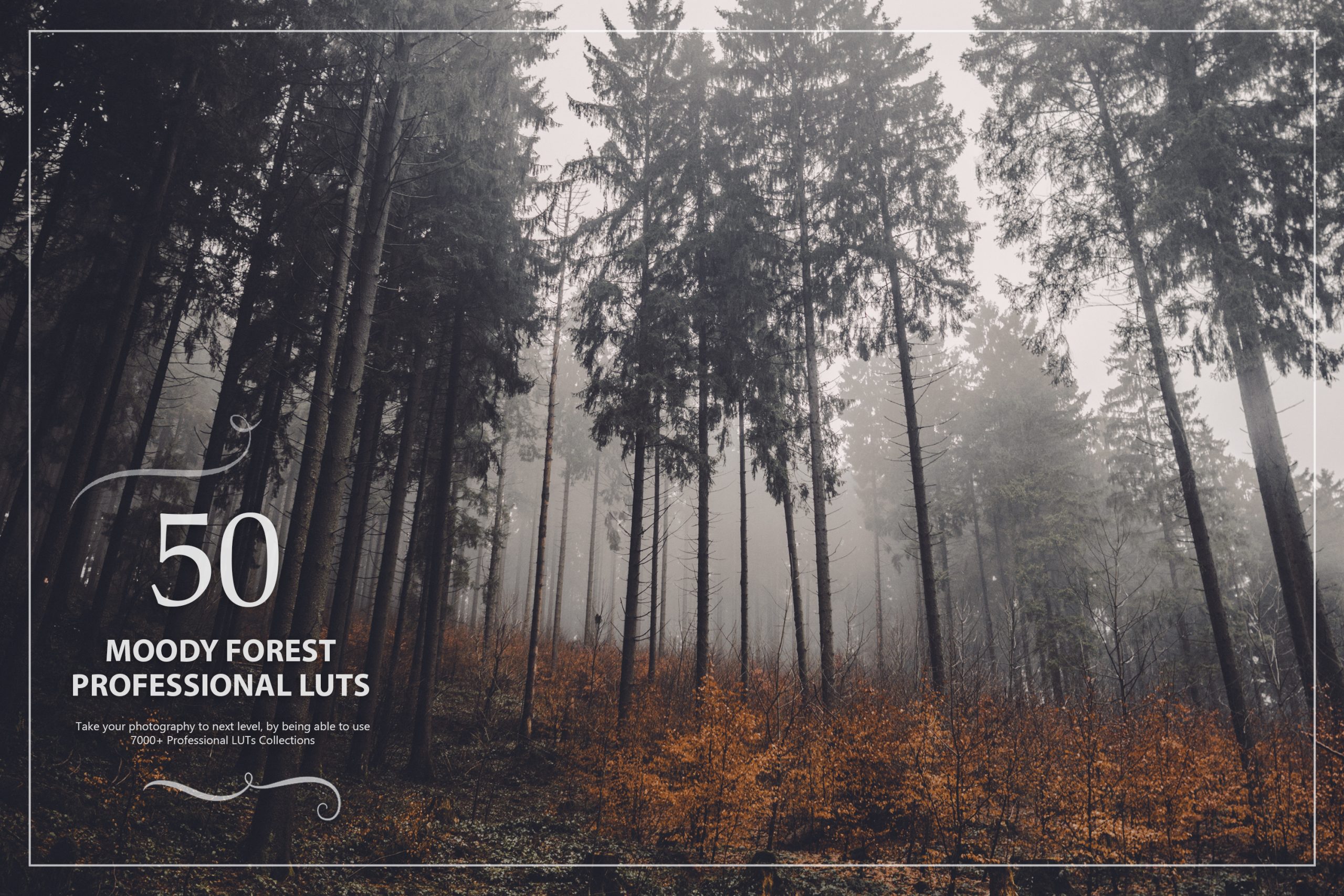 photoshop LUTs category