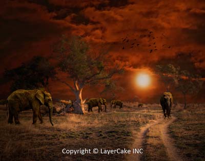 photography digital backgrounds wild africa before
