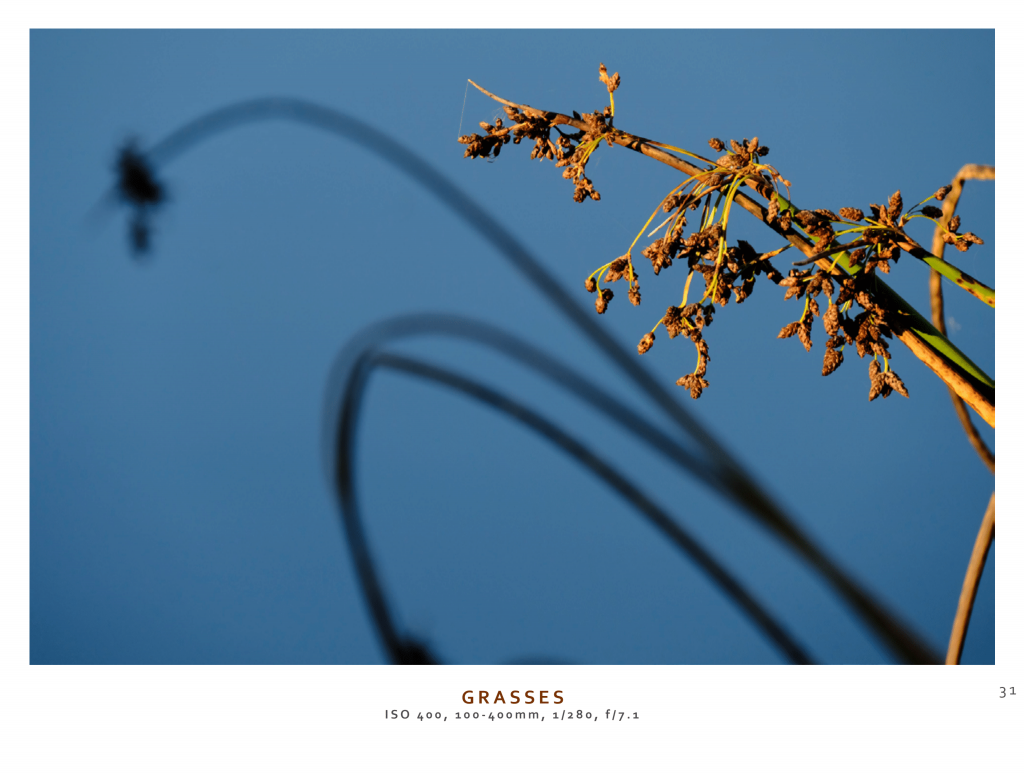 macro shot of half-dried grass