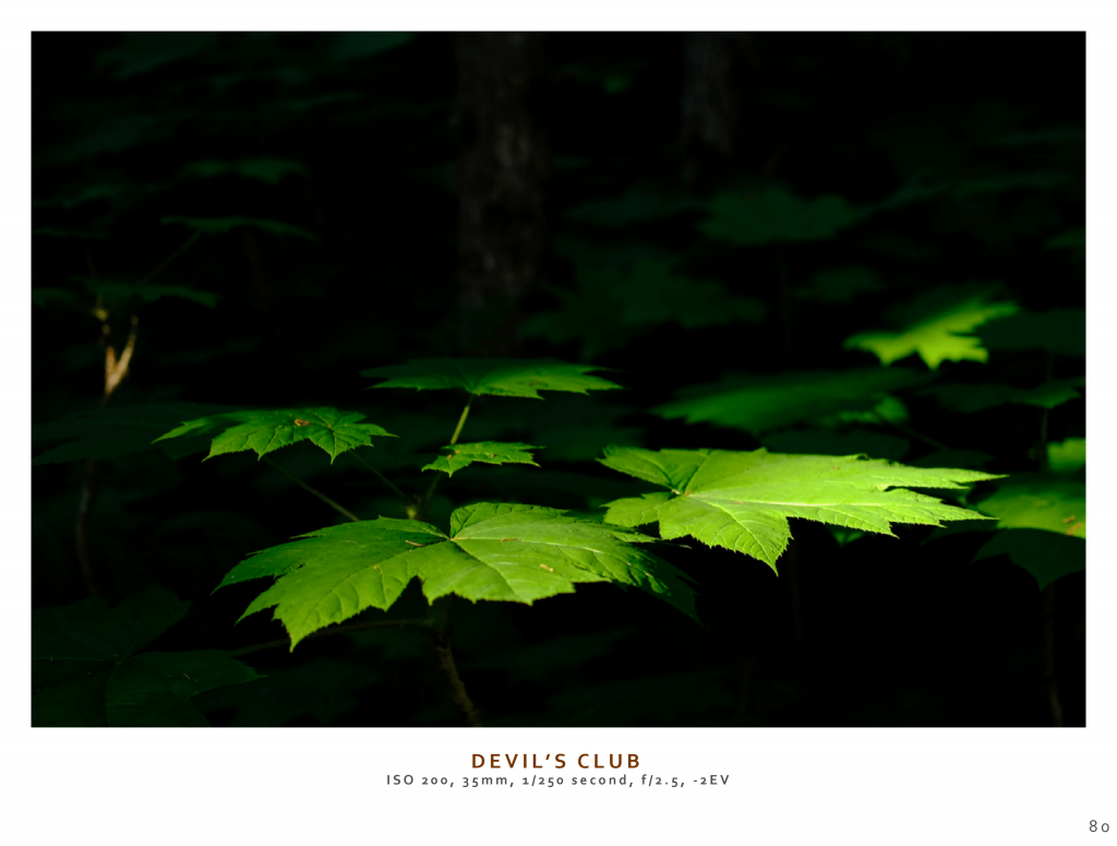 lowlight image of green leaves