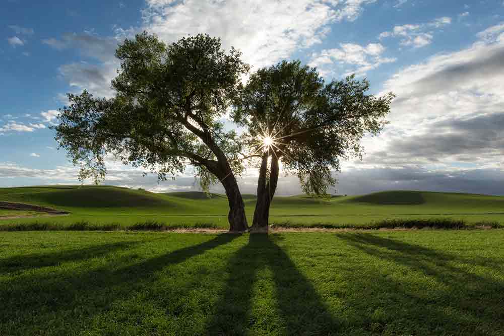 Tree Photo Landscape