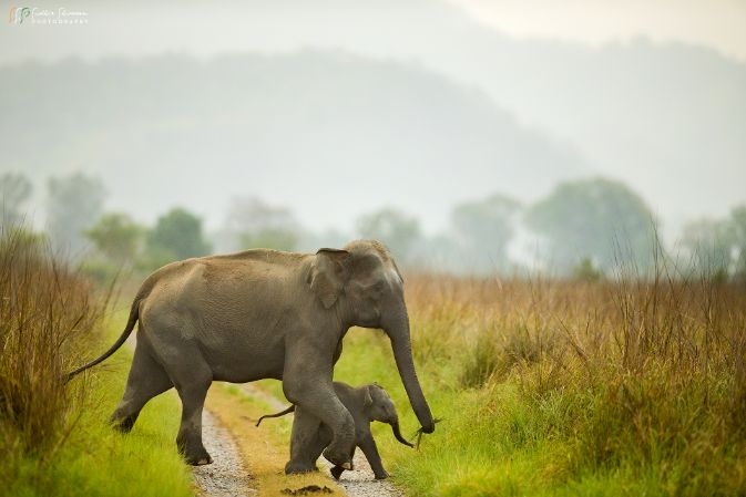 Elephant Photos