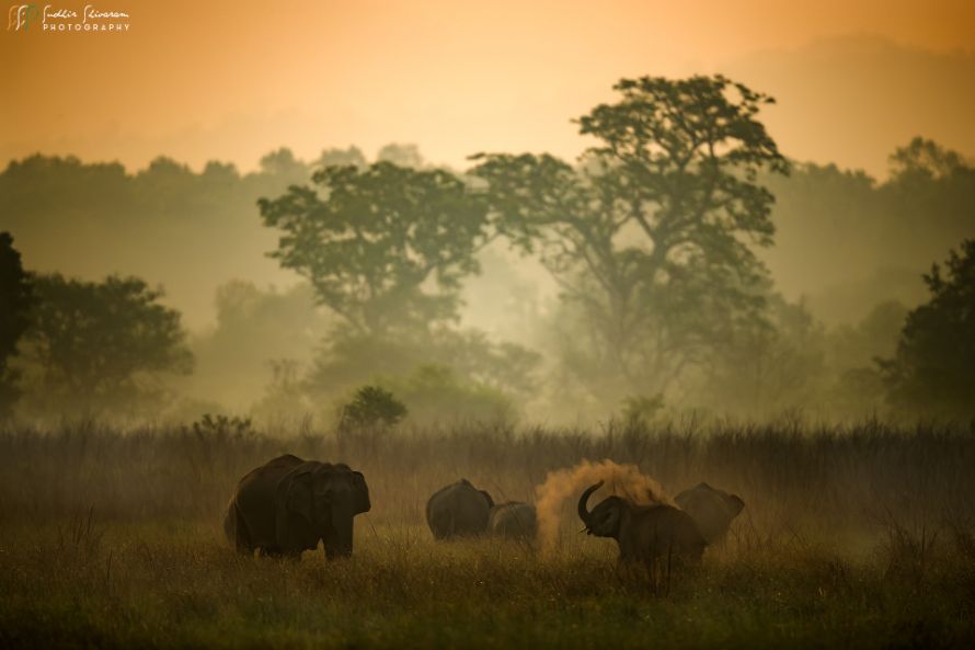 Wildlife Photography Course