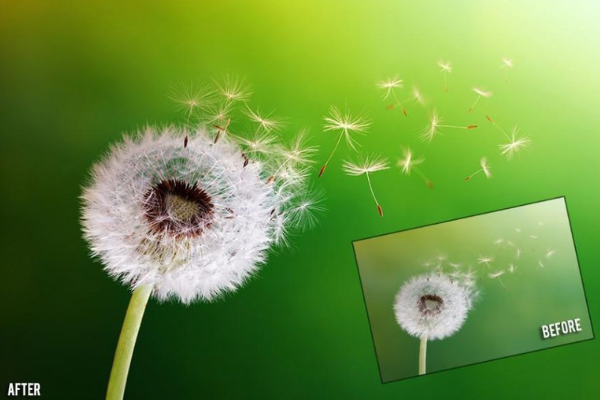 dandelion with seeds flying before & after with ps action applied