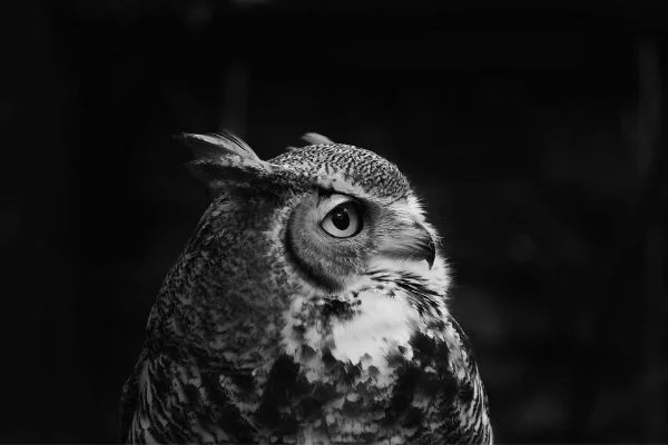 black and white image of owl
