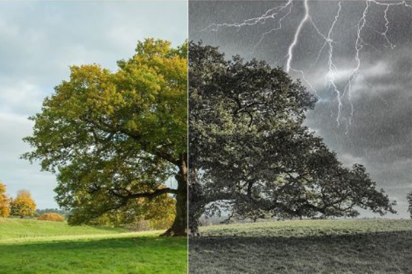 huge tree in the middle of a green grass park - before & after sunny & rainy weather - nature projects