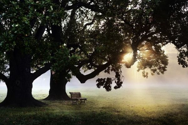 sunrise silhouette of big trees on a lush green park and a wooden bench