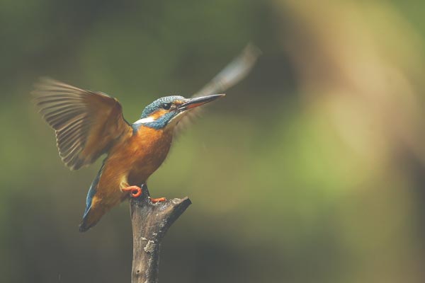 kingfisher flying off from a stick