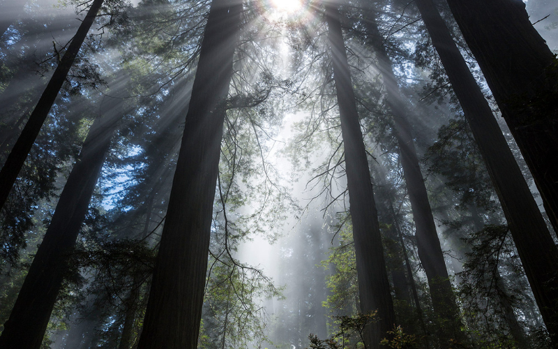 sun rays shining between tall trees in a forest