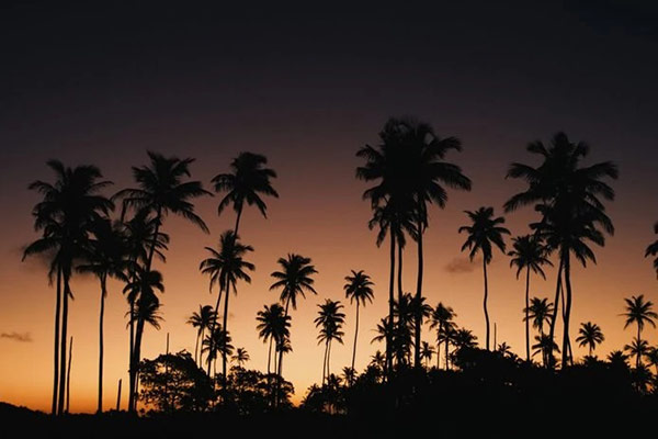 An image of coconut trees