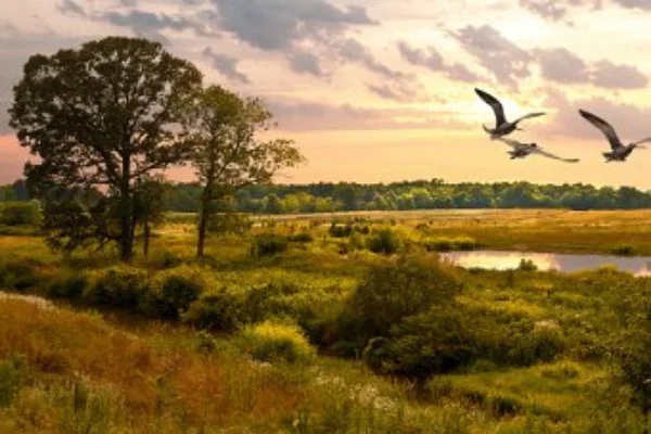 a field by the lake with birds flying composite photo