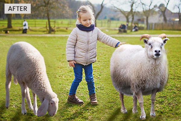 A girl petting sheep