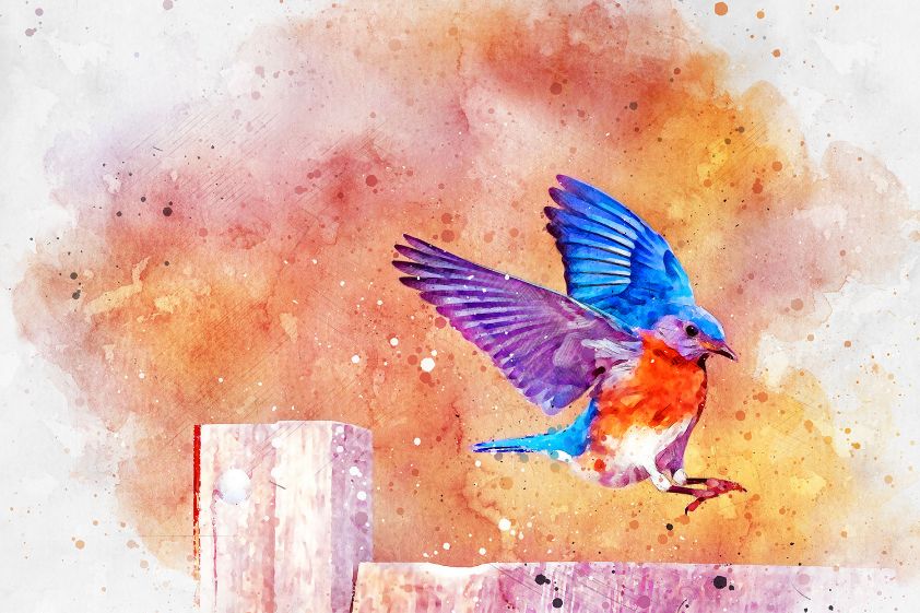 Bird Webinar After Image photoshop watercolor brushes
