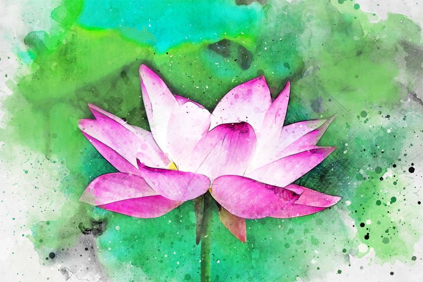 lotus after image photoshop watercolor brushes