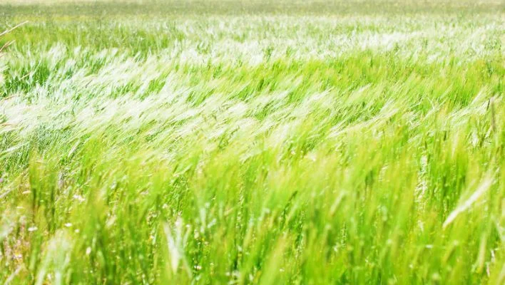 grass blurred photo