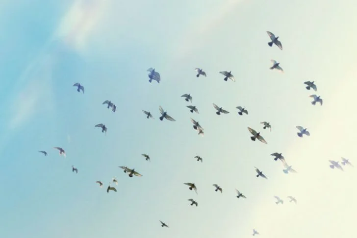 birds flying blur photo