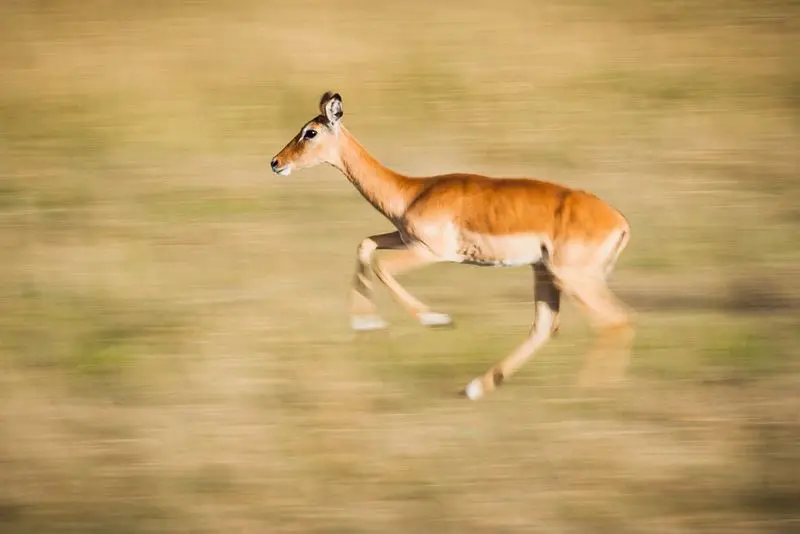motion photography image of a deer running fast