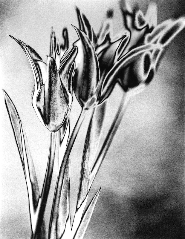 tulips monochrome