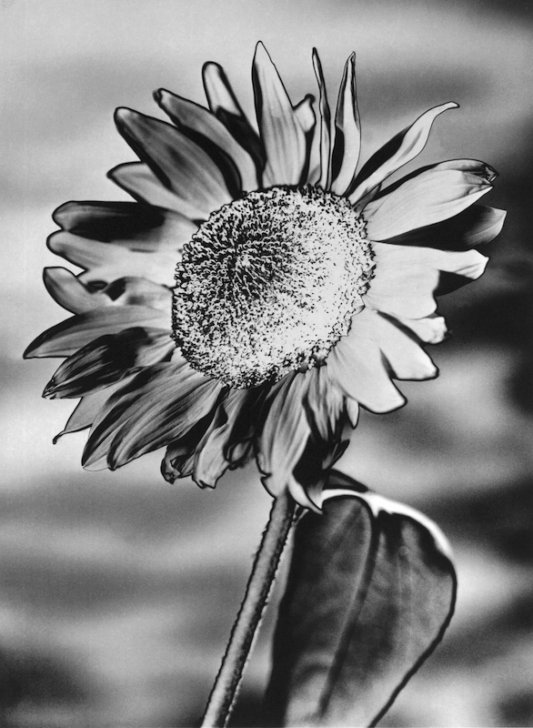 sunflower monochrome image