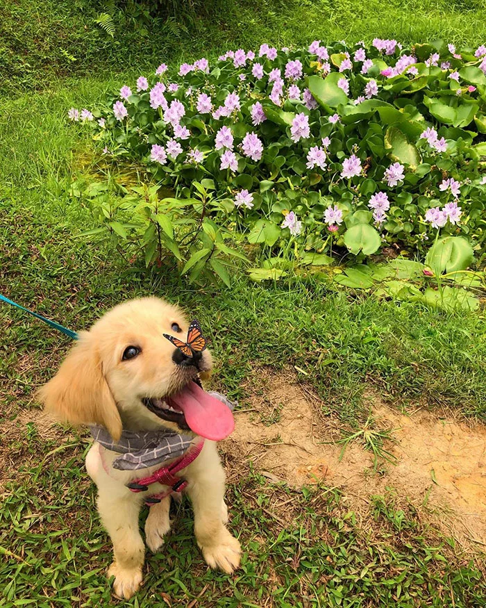 a puppy with a butterfly