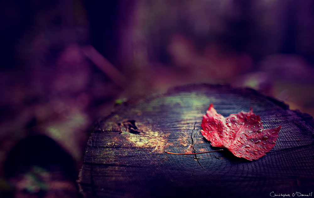 Bokeh Landscapes Fall Leaf by Chris Donnell