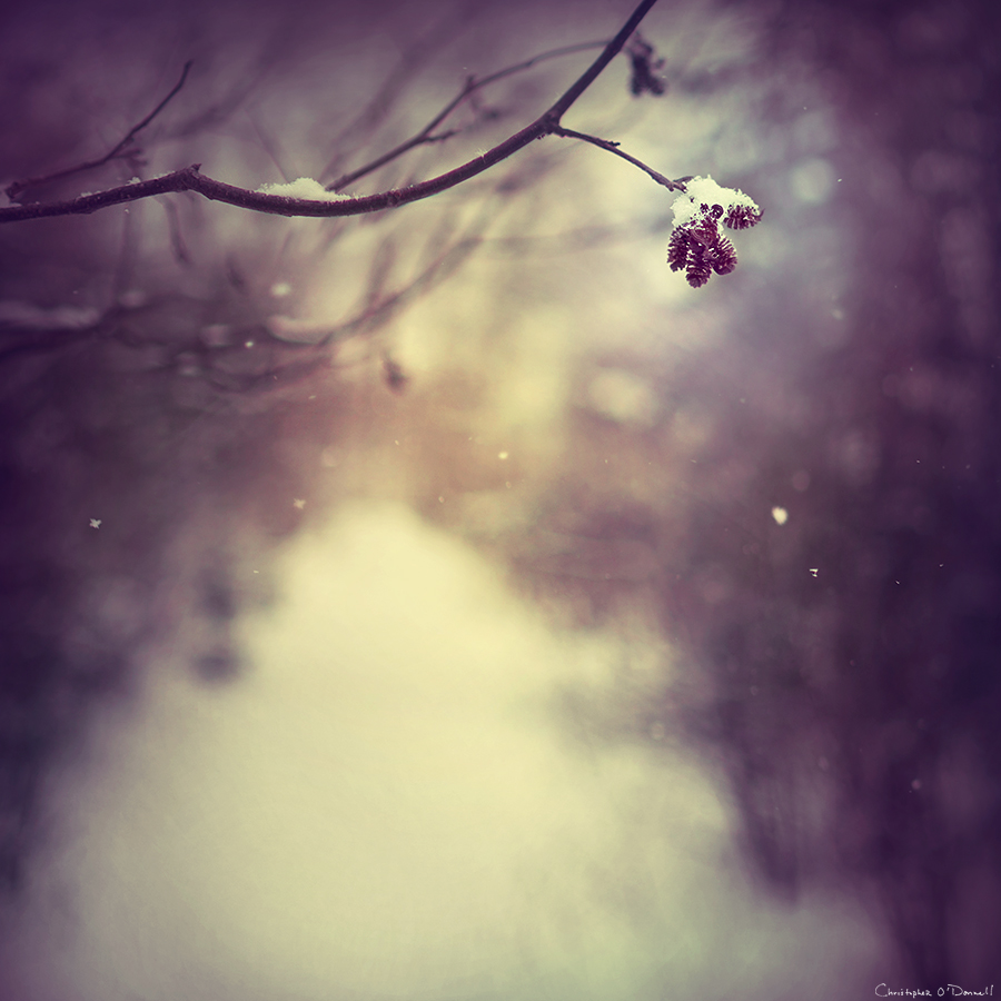 Bokeh Landscapes Winter's Light