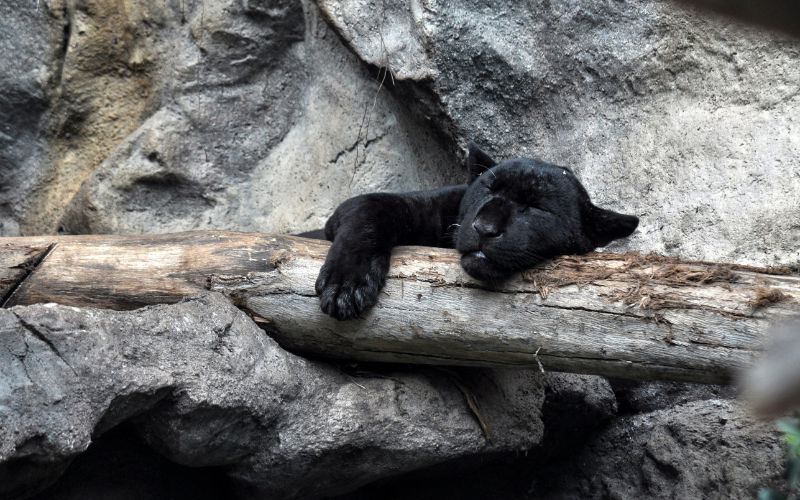 Wildlife Photography- Panther