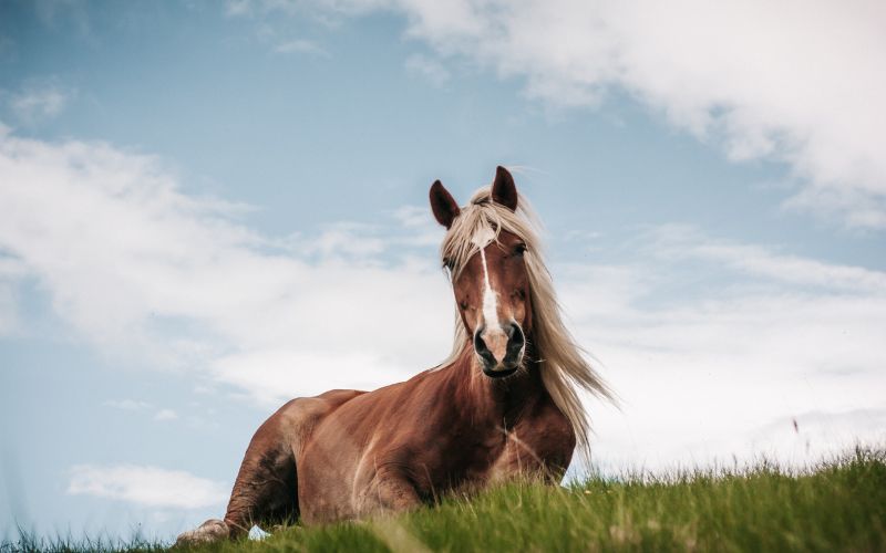 Wild Horses