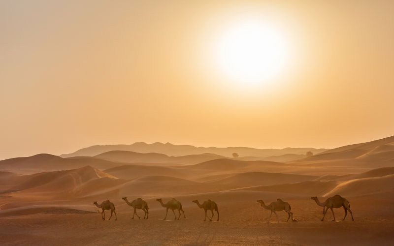 Desert Sun