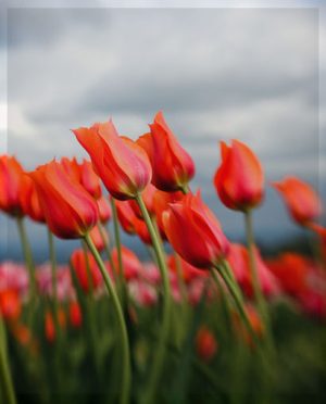 lensbaby muse