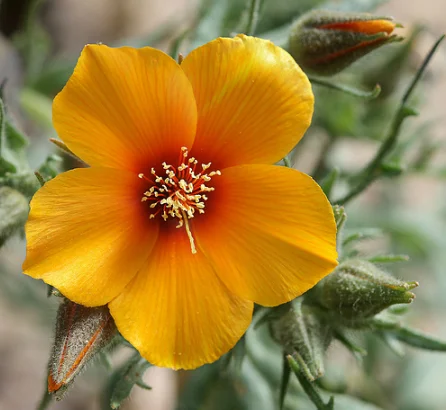 wildflower photography tips and tricks