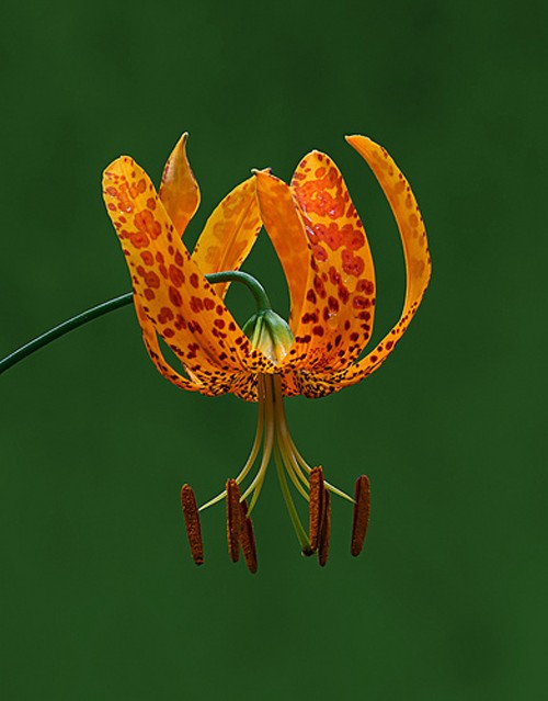 image of a yellow flower