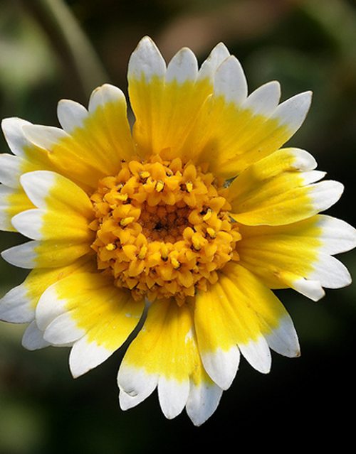 An image of a yellow and white flower