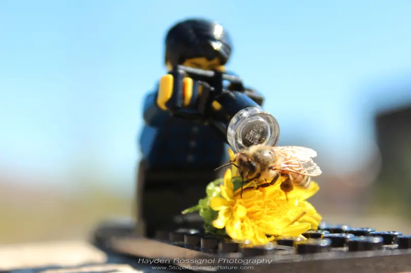 professional wildlife photography - Hayden Rossignol Photography