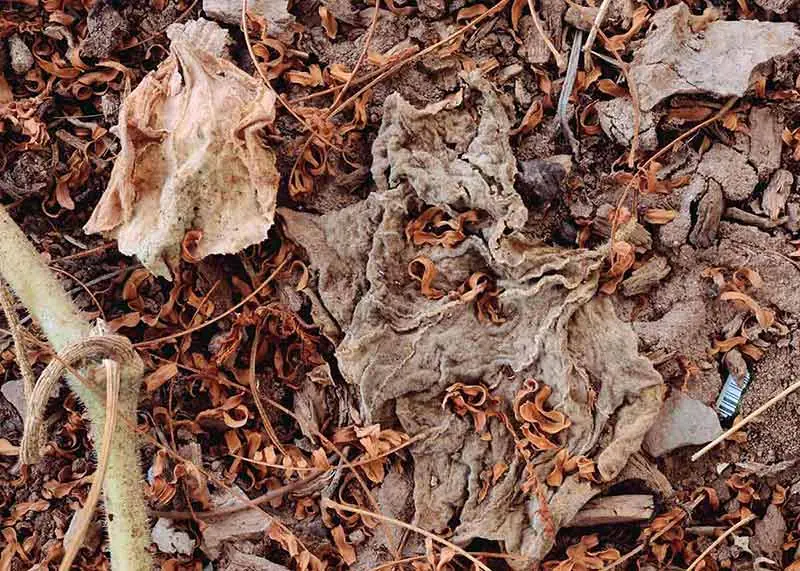 Edgar Cardenas - Squashleaves by Edgar Cardenas