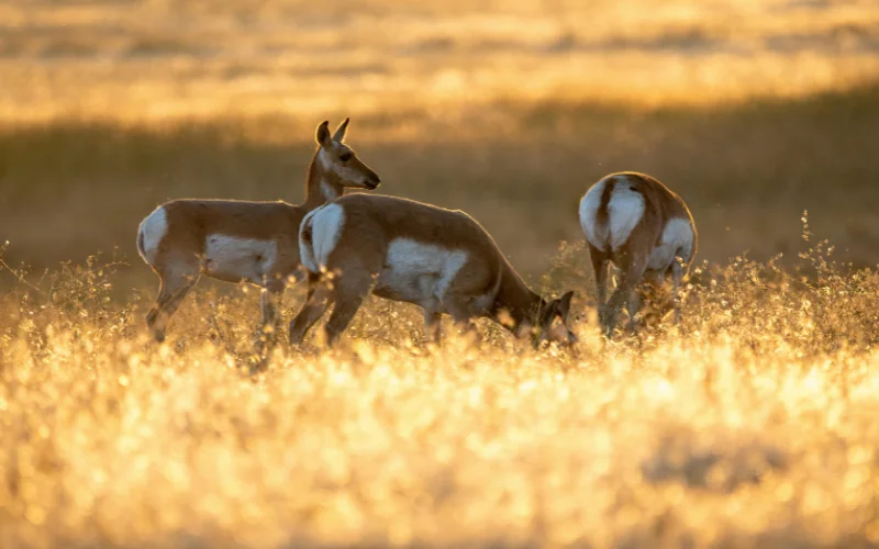 Photos for wildlife, natural images guide