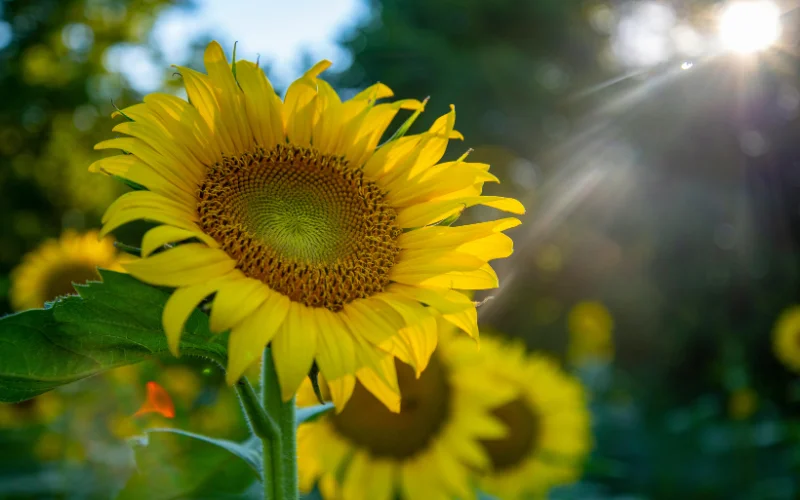 natural pictures for landscape