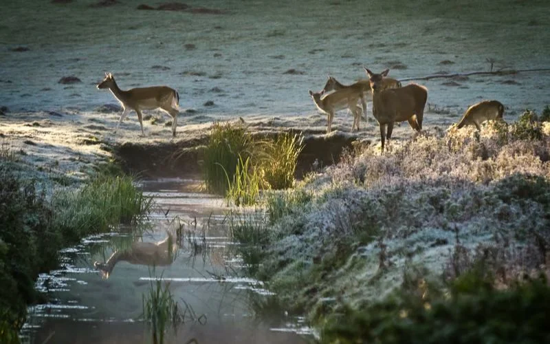 Photos for wildlife, natural images guide