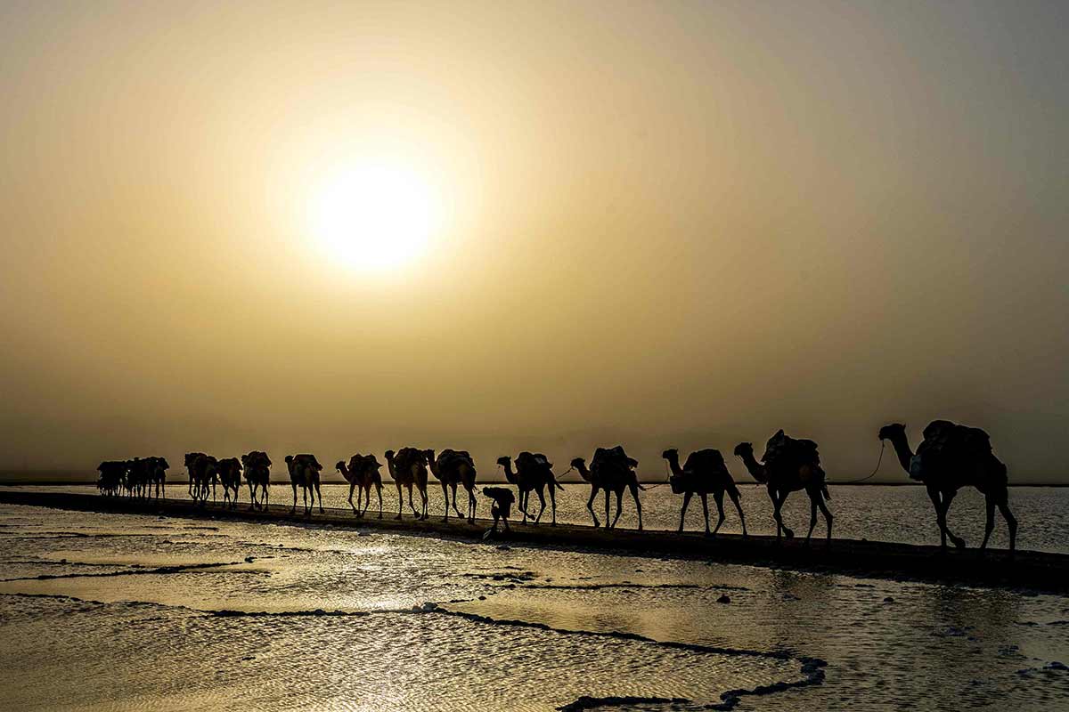 Camels. Capture by Gary Arndt